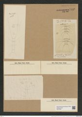 Chaetoceros implicans Ehr. (de-Toni-Nr.: Genus 149, Species 4171) Zeichnungen Sammlung Grunow Nr. 7719 (NHMW-BOT-W0376927)